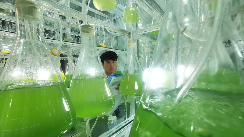 CDMO中试放大收费标准：揭秘其背后的考量因素