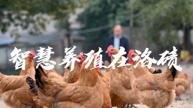 实验室用细胞培养基：揭秘其背后的科学奥秘**